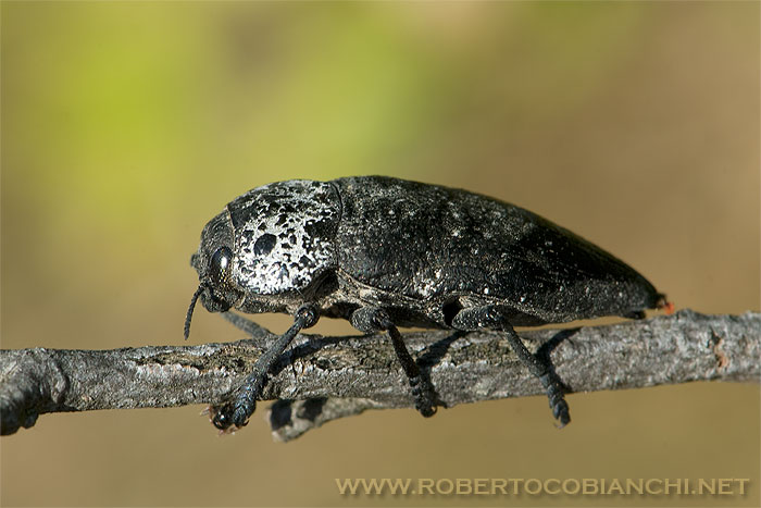 Capnodis tenebrionis